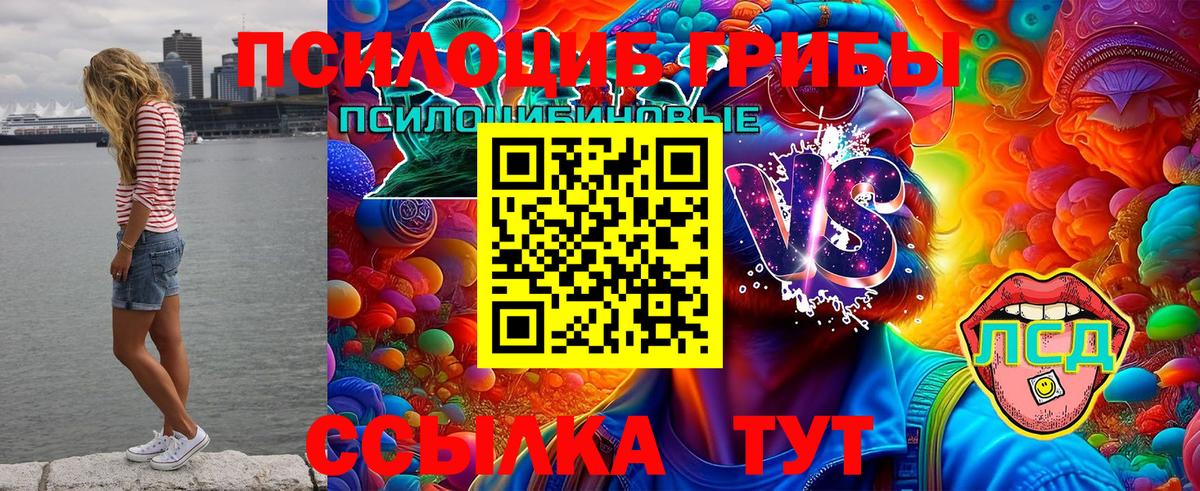 Торжок  Галлюциногенные грибы Psilocybine cubensis  Вход с VPN 